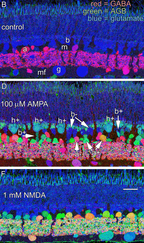 Comparison of AMPA and NMDA activated AGB signals in retina